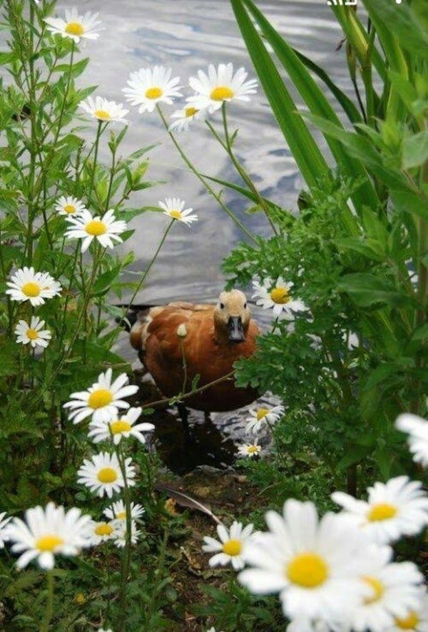 огарь tadorna ferruginea