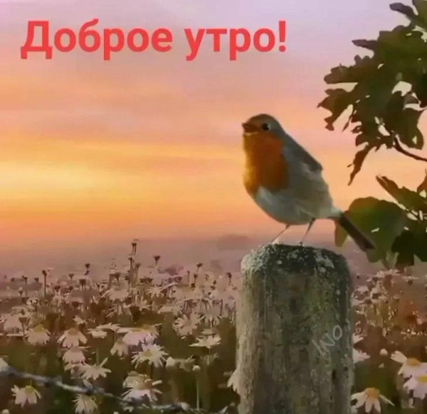 с добрым утром с птичками