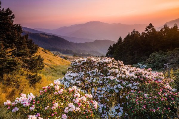 сочи рододендроны красная поляна