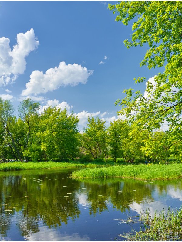 летние пейзажи