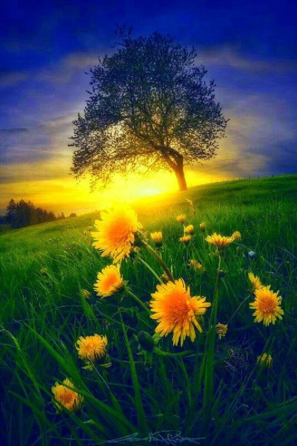 поле одуванчиков