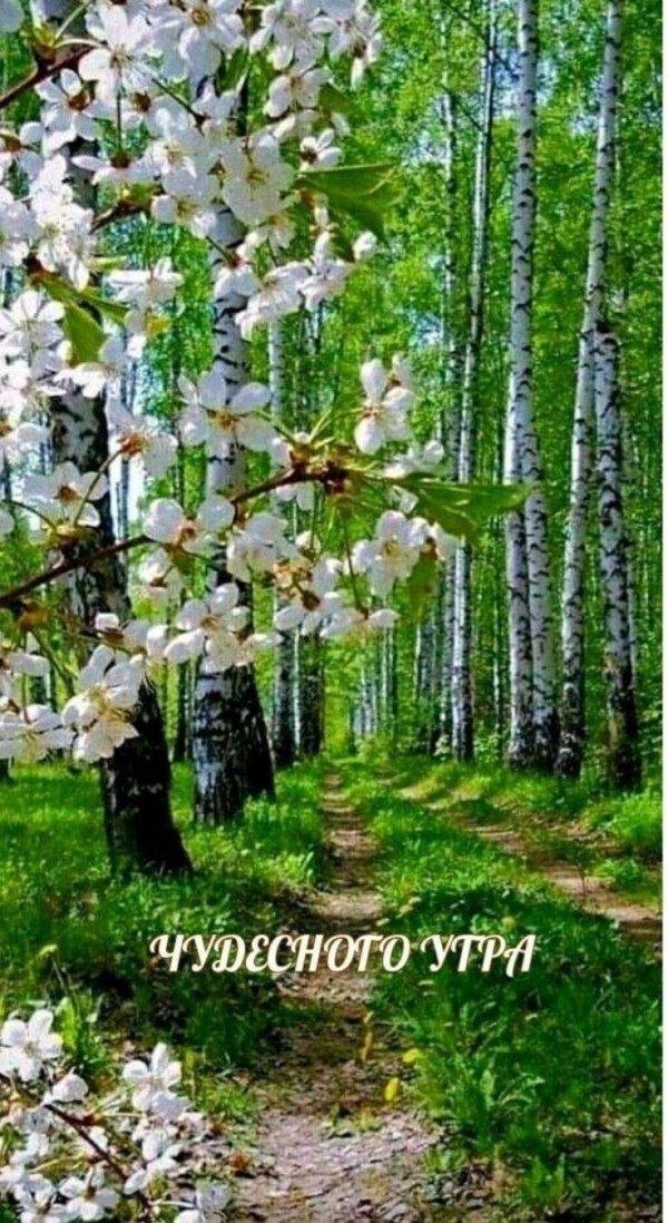 пейзаж березы цветы