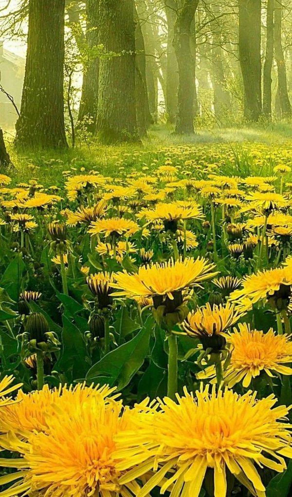 желтые одуванчики