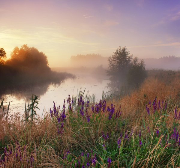 Утро природа