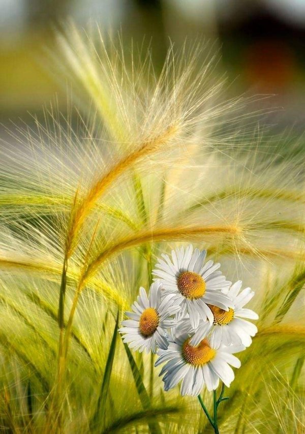 ковыль перистый трава