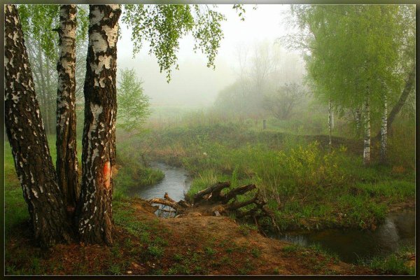 пейзажи с березами