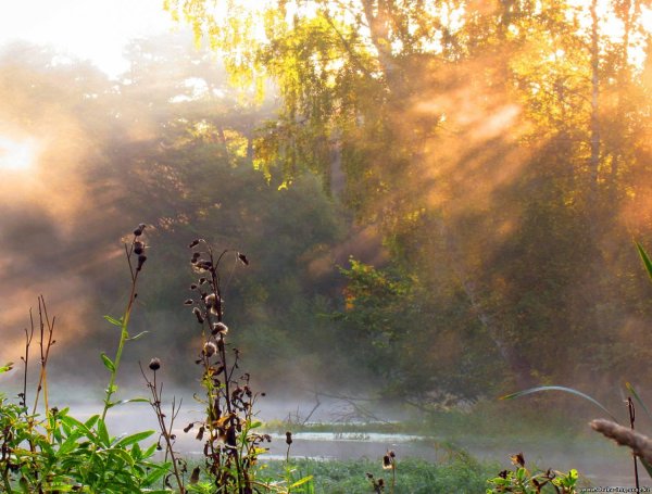 над рекой туман