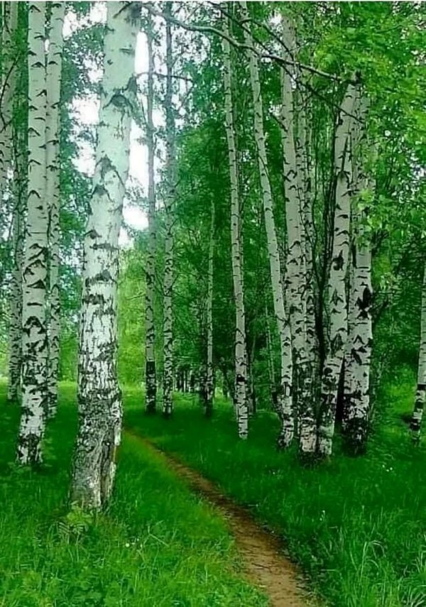 саракташ березовая роща