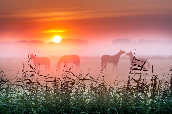 лошади на рассвете