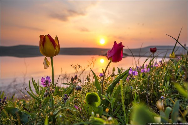 опук дикие тюльпаны