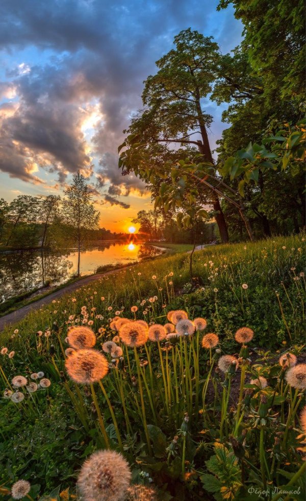 летнего вечера