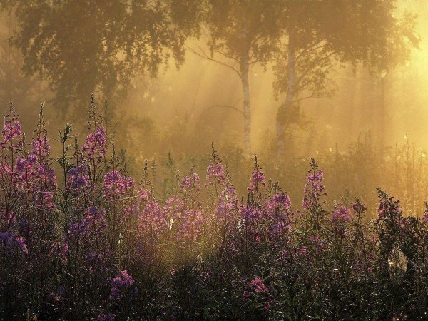 кипрей узколистный