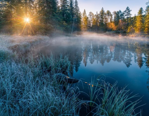 федор лашков вепсский лес