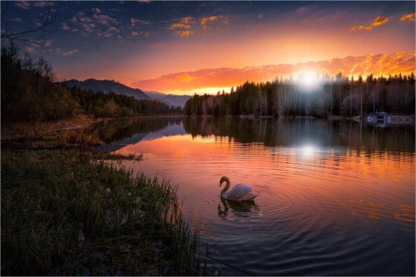 лебедушка лебединое озеро