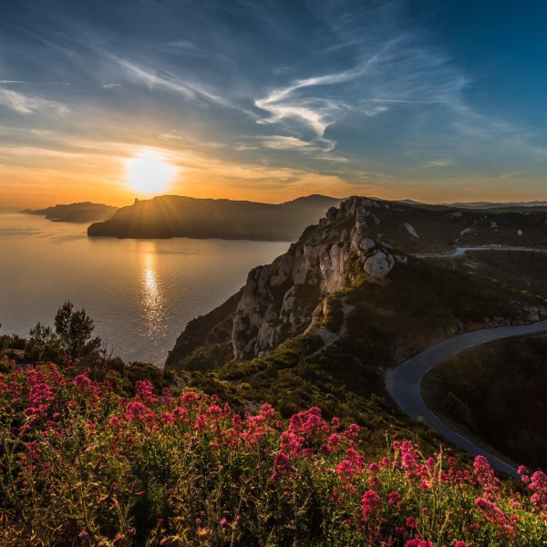 мыс фиолент цветы