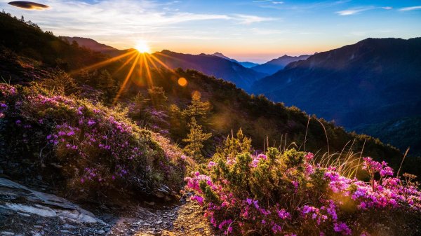 рододендрон в горах монтисибиллини