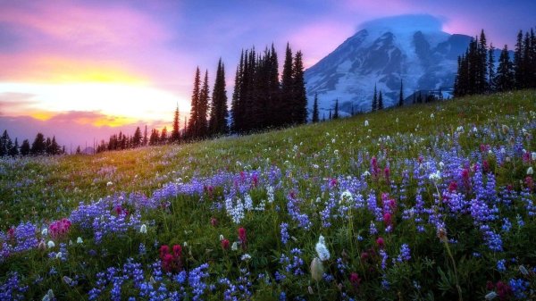 mt rainier national park