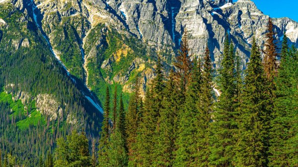 лес в горах