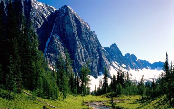 банф национальный парк флора