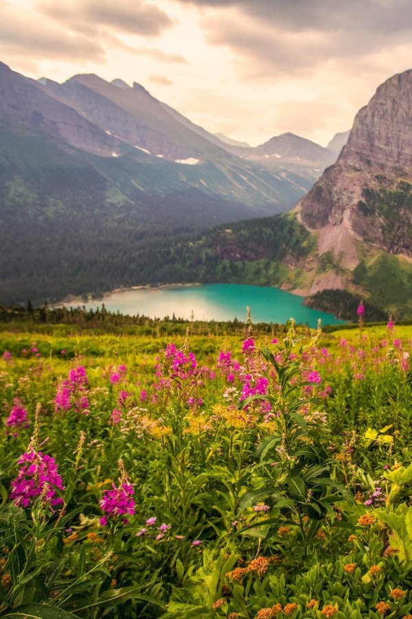 луга алтая горный алтай