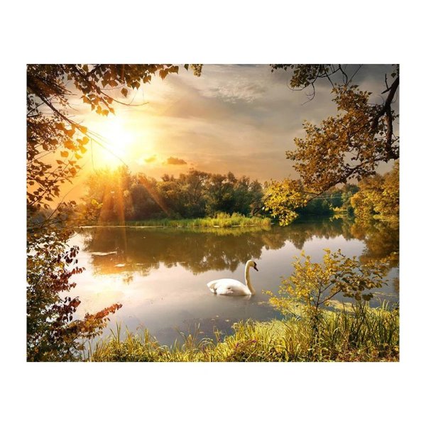 лебеди на пруду