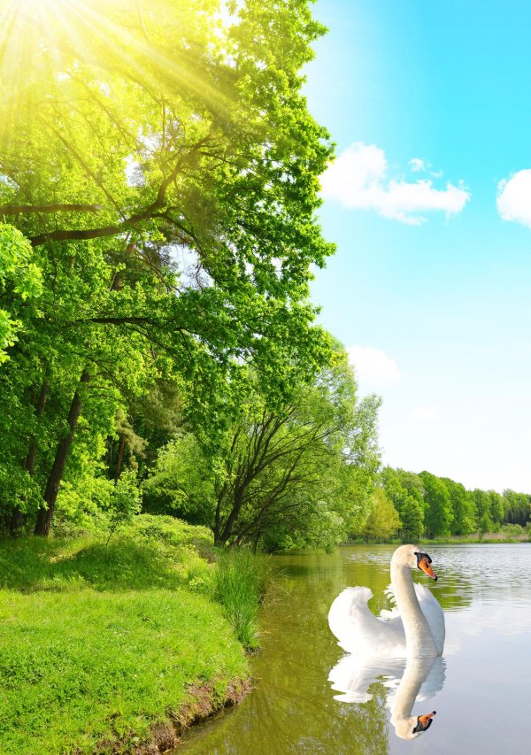 озеро лебедь