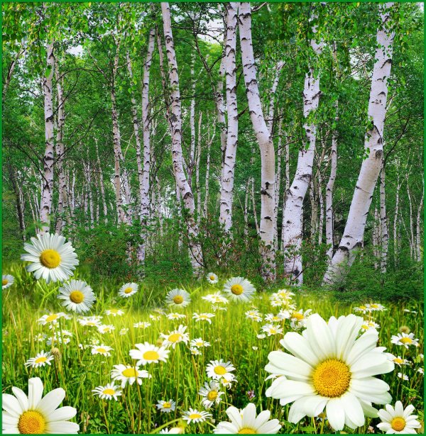березы и ромашки