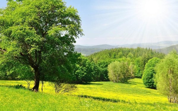 летние пейзажи природы