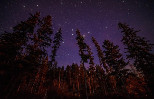 тайга ночью
