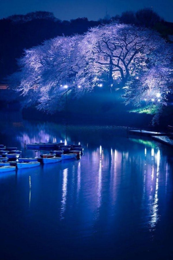 киото цветение сакуры