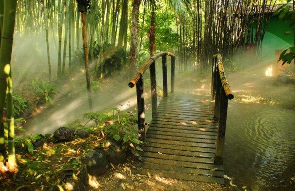 bamboo forest