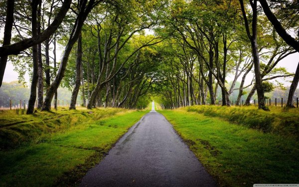 дорога среди деревьев