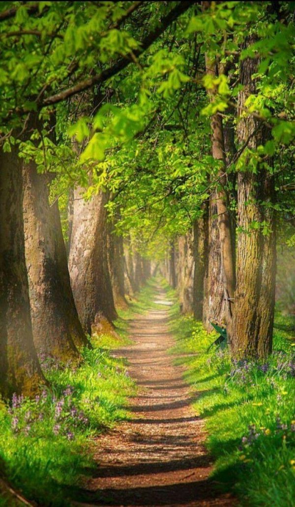 аллеи деревьева италии