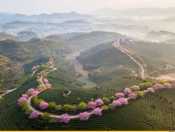 чайная плантация провинции фуцзянь