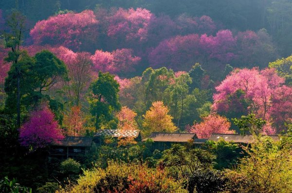 цветущие деревья