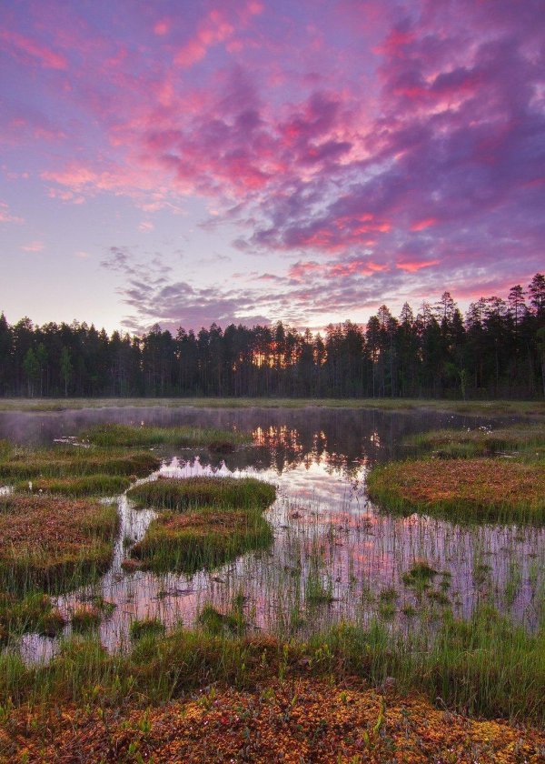 болота ленинградской области