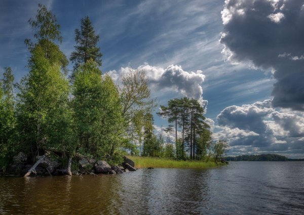 заказник березовые острова ленинградская область