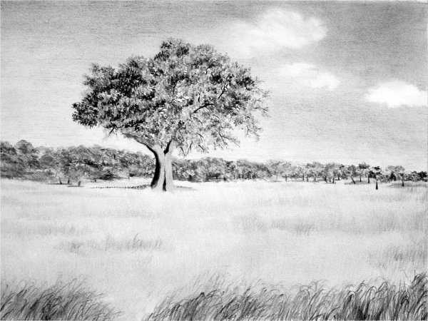 дерево зарисовка