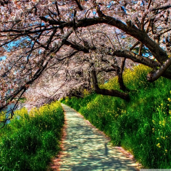 красивая весна