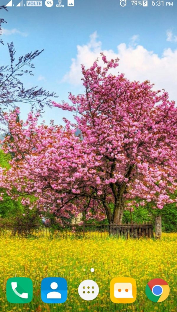 цветущие деревья