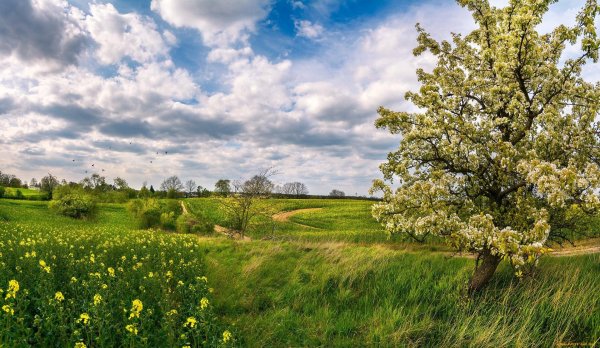 яблоневые сады