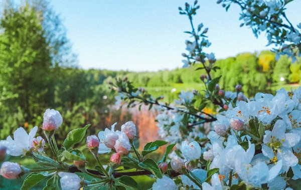цветущие яблони