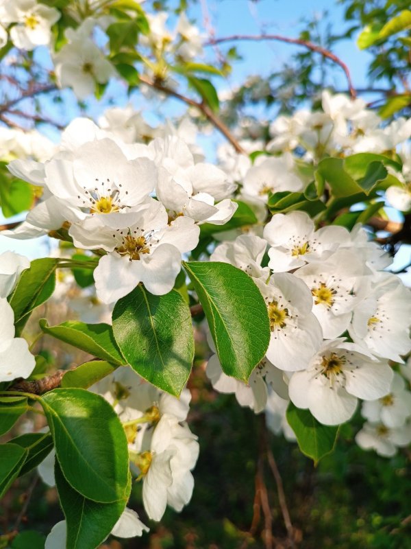 груша уссурийская цветение