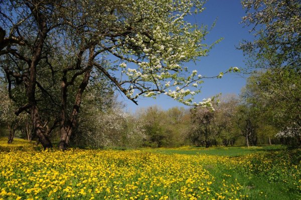 май природа