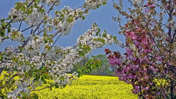 цветут сады