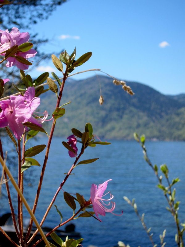 даурский рододендрон  багульник байкал