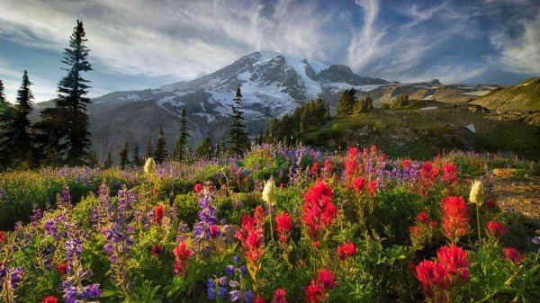 альпийские луга новая зеландия