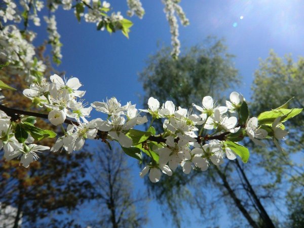 апрель природа