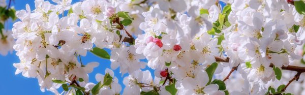 яблоневый цвет malus domestica