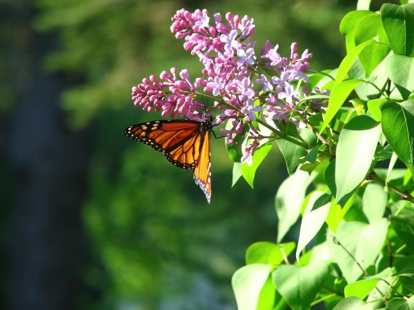 monarch butterfly